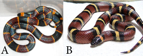mimicry_snakes